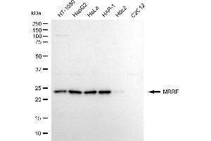 anti-Mitochondrial Ribosome Recycling Factor (MRRF) antibody