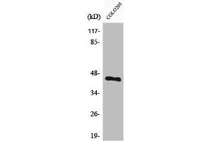 Western Blot analysis of COLO205 cells using BMP-8A Polyclonal Antibody (BMP8A anticorps  (C-Term))