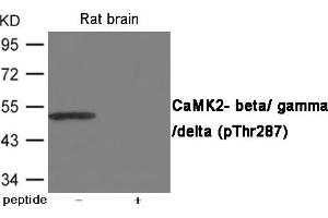 Western blot analysis of extracts from Rat brain using CaMK2- beta/ gamma/ delta (Phospho-Thr287) Antibody. (CAMK2D anticorps  (pThr287))