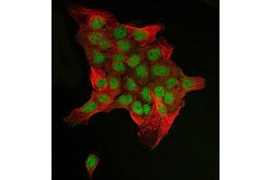 IF analysis of C-Jun/JUN using anti-C-Jun/JUN antibody (ABIN7601421) and anti-Beta Tubulin antibody (ABIN7602743).