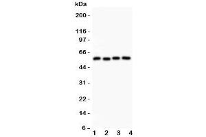 Western blot testing of Cyclin B1 antibody and Lane 1:  HeLa;  2: 293T;  3: MCF-7;  4: COLO320 lysate. (Cyclin B1 anticorps  (AA 1-433))