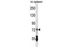 Western Blotting (WB) image for anti-Cyclic Nucleotide Gated Channel alpha 2 (CNGA2) antibody (ABIN2998018) (CNGA2 anticorps)