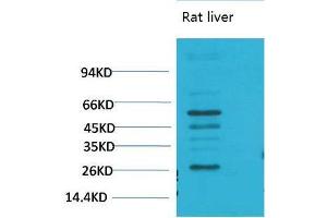 Western Blot (WB) analysis of Rat LiverTissue using TGFbeta1 Polyclonal Antibody. (TGFB1 anticorps)