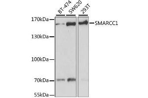 Western blot analysis of extracts of various cell lines, using SMARCC1 antibody. (SMARCC1 anticorps  (AA 80-320))