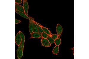 Immunofluorescence Analysis of PFA-fixed HeLa cells using SMNDC1 Mouse Monoclonal Antibody (PCRP-SMNDC1-1A9) followed by goat anti-mouse IgG-CF488 (green). (SMNDC1 anticorps)