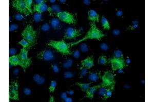 Anti-MGRN1 mouse monoclonal antibody (ABIN2454433) immunofluorescent staining of COS7 cells transiently transfected by pCMV6-ENTRY MGRN1 (RC208284). (Mahogunin RING Finger Protein 1 anticorps)