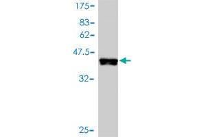 Western Blot detection against Immunogen (38. (MAPK12 anticorps  (AA 251-367))