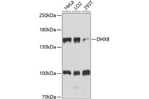 Western blot analysis of extracts of various cell lines, using DHX8 antibody (ABIN7266710) at 1:1000 dilution.