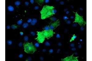Immunofluorescence (IF) image for anti-Epsin 2 (EPN2) antibody (ABIN1498051) (Epsin 2 anticorps)