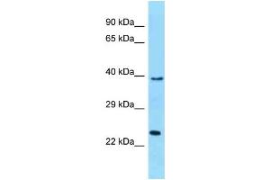 WB Suggested Anti-MUTED Antibody Titration: 1. (MUTED anticorps  (C-Term))