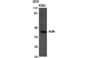 Western Blot analysis of K562 cells using Actin Polyclonal Antibody at dilution of 1:2000. (Actin anticorps)