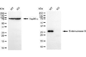 Western blotting analysis using endonuclease G antibody (ABIN7798441). (Recombinant Endonuclease G anticorps)