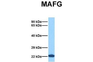 Host:  Rabbit  Target Name:  MAFG  Sample Tissue:  Human 293T  Antibody Dilution:  1. (Mafg anticorps  (N-Term))