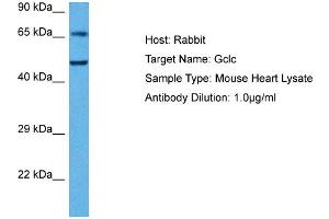 Host: Rabbit Target Name: GCLC Sample Tissue: Mouse Heart Antibody Dilution: 1ug/ml