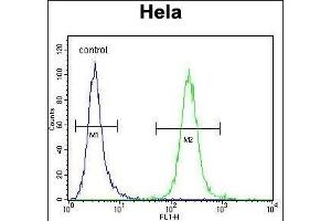 POLR1B Antibody (N-term) (ABIN656426 and ABIN2845718) flow cytometric analysis of Hela cells (right histogram) compared to a negative control cell (left histogram). (POLR1B anticorps  (N-Term))