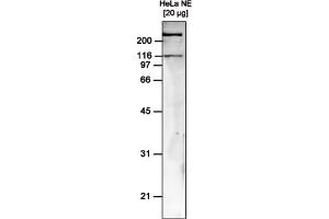 Western Blot of anti-hSNF2H antibody Western Blot results of mouse anti-hSNF2H antibody. (SMARCA5 anticorps)