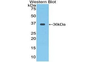 Western Blotting (WB) image for anti-C-Raf Proto-Oncogene Serine/Threonine Protein Kinase (CRAF) (AA 342-619) antibody (ABIN1858489) (CRAF anticorps  (AA 342-619))