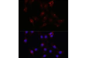 Immunofluorescence analysis of NIH/3T3 cells using PCM1 Rabbit pAb  at dilution of 1:100 (40x lens). (PCM1 anticorps  (AA 1-260))