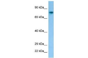 Host: Rabbit Target Name: Fam189b Antibody Dilution: 1. (FAM189B anticorps  (C-Term))