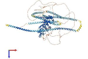 AlphaFold protein structure predicition of Human Recombinant PPFIA3 Protein, UniprotID O75145