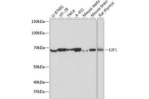 Western blot analysis of extracts of various cell lines, using E2F1 antibody (ABIN7266873) at 1:1000 dilution.