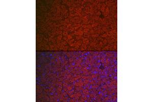 Immunofluorescence analysis of rat ovary using FSHR Rabbit pAb (ABIN3022001, ABIN3022002, ABIN3022003, ABIN1512927 and ABIN6218564) at dilution of 1:100 (40x lens).