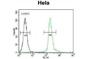 UNK Antibody (N-term) flow cytometric analysis of Hela cells (right histogram) compared to a negative control cell (left histogram). (UNK anticorps  (N-Term))