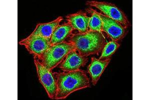 Immunofluorescence analysis of MCF-7 cells using KDM1A mouse mAb (green).
