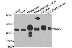 Western blot analysis of extracts of various cell lines, using SGCD antibody. (SGCD anticorps  (AA 61-290))