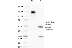 anti-Nuclear Antigen (Pan-Nuclear Marker) antibody