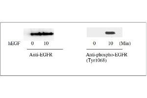 Western blot analysis of extracts from 100 ng/mL hEGF treated A431 cells. (EGFR Kit ELISA)