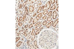 Immunohistochemical analysis of paraffin-embedded Human kidney tissue using (ABIN654433 and ABIN2844169) performed on the Leica® BOND RXm. (CTSA anticorps  (N-Term))