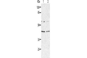 Western Blotting (WB) image for anti-Aminoacyl tRNA Synthetase Complex-Interacting Multifunctional Protein 2 (AIMP2) antibody (ABIN2427638) (AIMP2 anticorps)