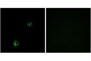Immunofluorescence analysis of A549 cells, using FZD9 Antibody.