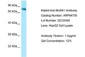 Western Blotting (WB) image for anti-NUAK Family, SNF1-Like Kinase, 1 (NUAK1) (N-Term) antibody (ABIN2789933) (NUAK1 anticorps  (N-Term))