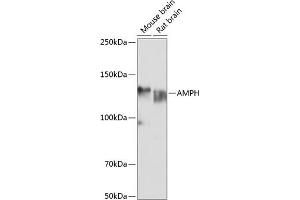 Western blot analysis of extracts of various cell lines, using AMPH Polyclonal Antibody (ABIN6127430, ABIN6136846, ABIN6136847 and ABIN6221037) at 1:1000 dilution. (Amphiphysin anticorps  (AA 340-620))
