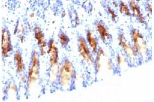 IHC testing of rat stomach stained with MUC5AC antibody (45M1).
