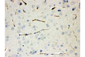 IHC testing of FFPE mouse lung with CGRP antibody.