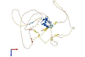 AlphaFold protein structure predicition of Mouse Recombinant Foxo4 Protein, UniprotID Q9WVH3