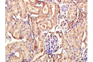 Paraformaldehyde-fixed, paraffin embedded rat kidney tissue, Antigen retrieval by boiling in sodium citrate buffer(pH6) for 15min, Block endogenous peroxidase by 3% hydrogen peroxide for 30 minutes, Blocking buffer (normal goat serum) at 37°C for 20min, Antibody incubation with Rabbit Anti-Calpain 1 Polyclonal Antibody, Unconjugated  at 1:400 overnight at 4°C, followed by a conjugated secondary and DAB staining