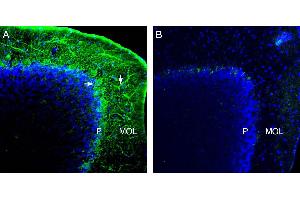 Expression of NCS1 in mouse cerebellum. (NCS1 anticorps  (Intracellular))
