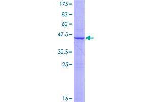 Image no. 1 for Family with Sequence Similarity 96, Member B (FAM96B) (AA 1-163) protein (GST tag) (ABIN1353607)