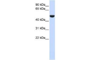 CD36 antibody used at 1 ug/ml to detect target protein. (CD36 anticorps)