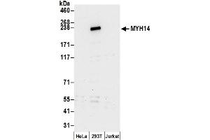 anti-Myosin (AA 1850-1900) antibody
