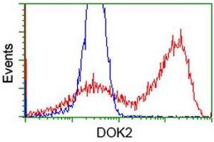 HEK293T cells transfected with either RC207621 overexpress plasmid (Red) or empty vector control plasmid (Blue) were immunostained by anti-DOK2 antibody (ABIN2454768), and then analyzed by flow cytometry. (DOK2 anticorps)