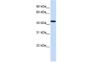 WB Suggested Anti-F2R Antibody Titration: 0. (PAR1 anticorps  (N-Term))