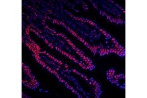 IF analysis of DDX5 using anti-DDX5 antibody (ABIN7602561). (DDX5 anticorps  (AA 85-328))