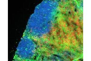 Immunofluorescence (IF) image for anti-CD4 (CD4) antibody (Alexa Fluor 488) (ABIN2657424)