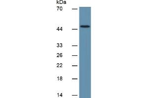 Rabbit Detection antibody from the kit in WB with Positive Control:  Sample Human brain lysate. (TGFB1 Kit ELISA)