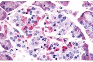 Anti-SSTR1 antibody  ABIN1049358 IHC staining of human pancreas, islet of Langerhans. (SSTR1 anticorps  (C-Term))